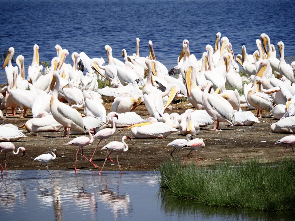 Pelícanos en Nakuru