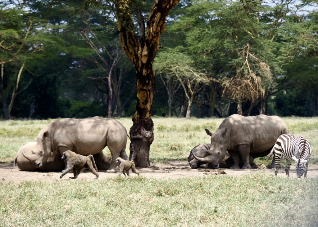 Rinocerontes blancos en el cráter del Ngorongoro