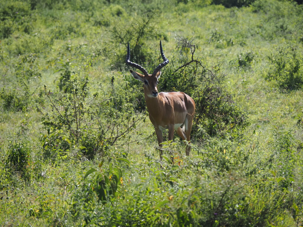 Impala macho en Nakuru