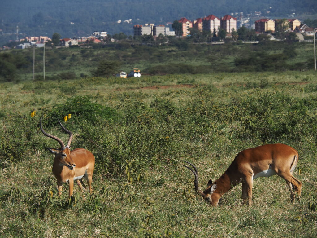 Impalas en Nakuru