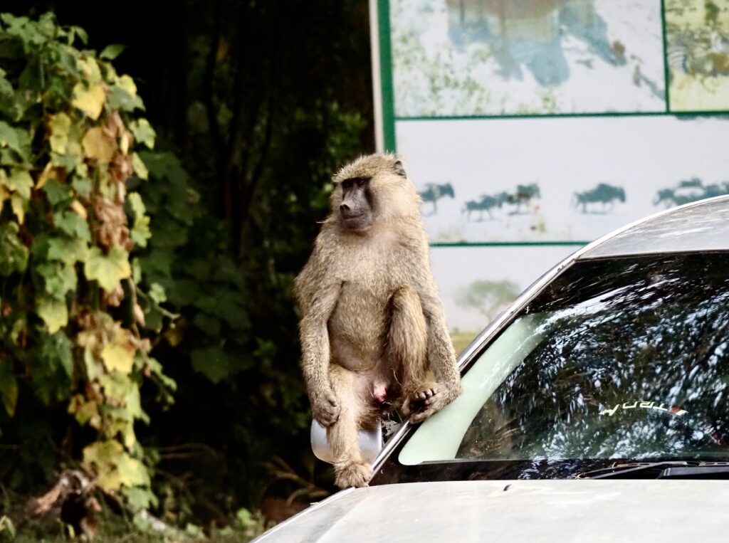 Babuino en el Ngorongoro