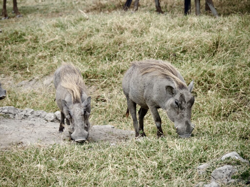 Pumbas en Nakuru