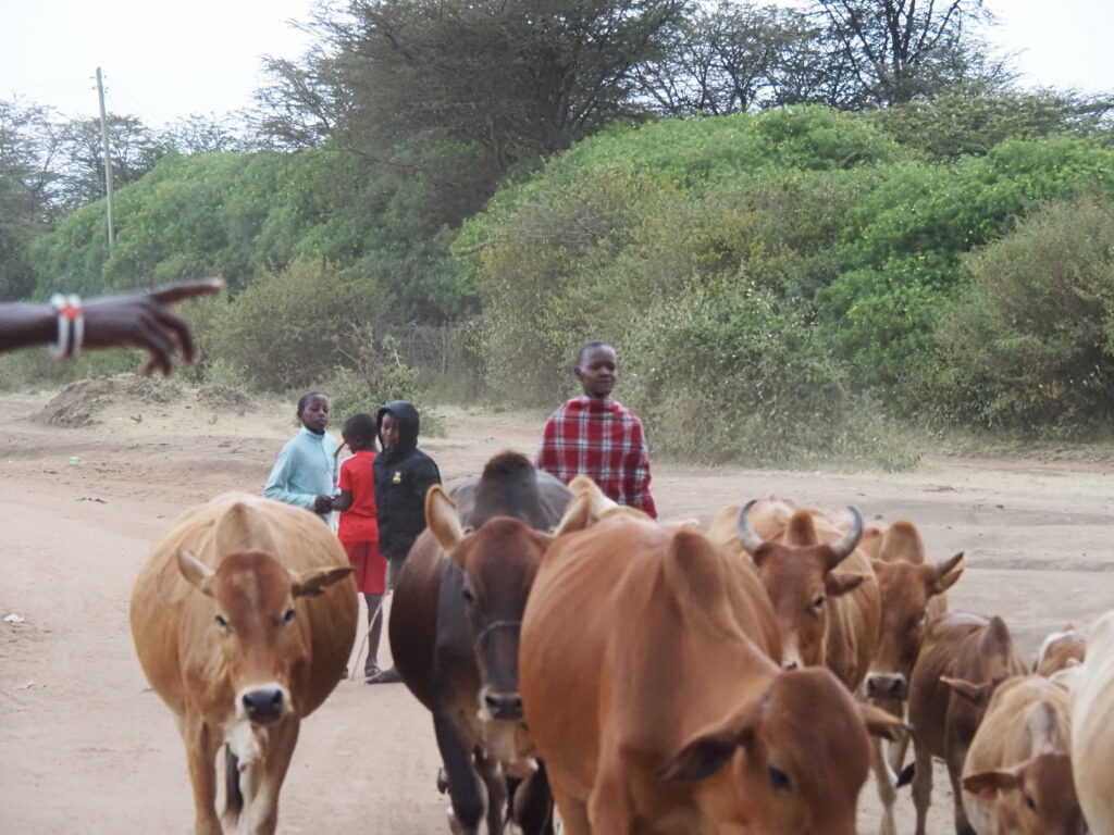 Pastoreo de vacas en una aldea masái