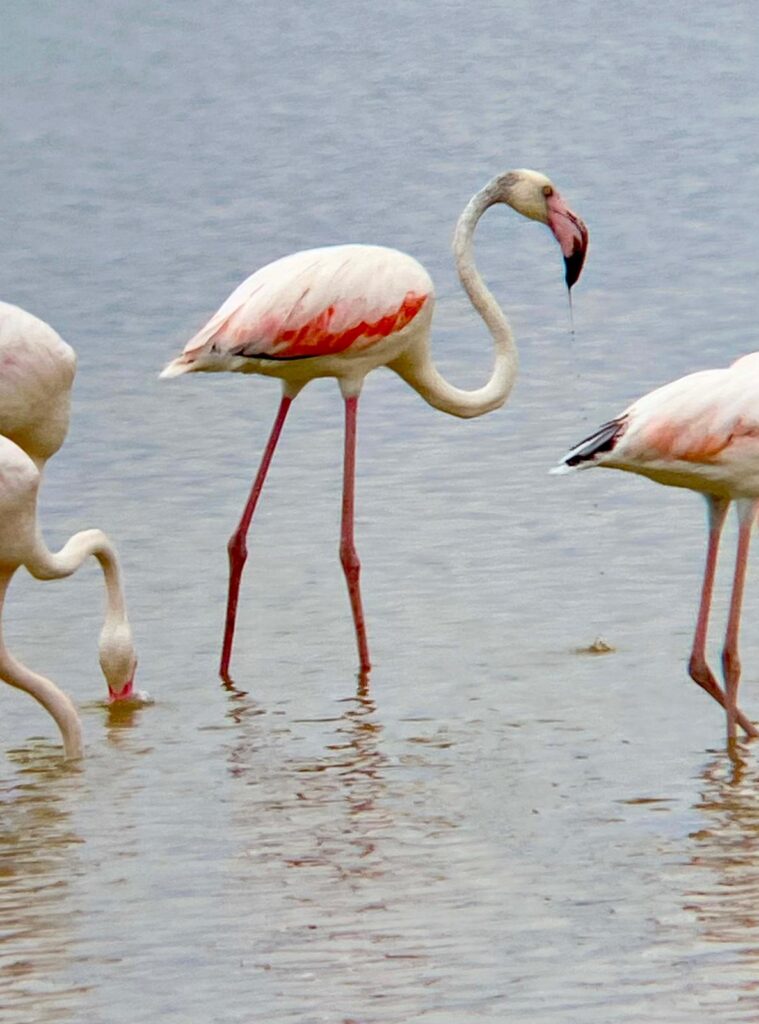 Flamencos a través de los prismáticos de Oriana