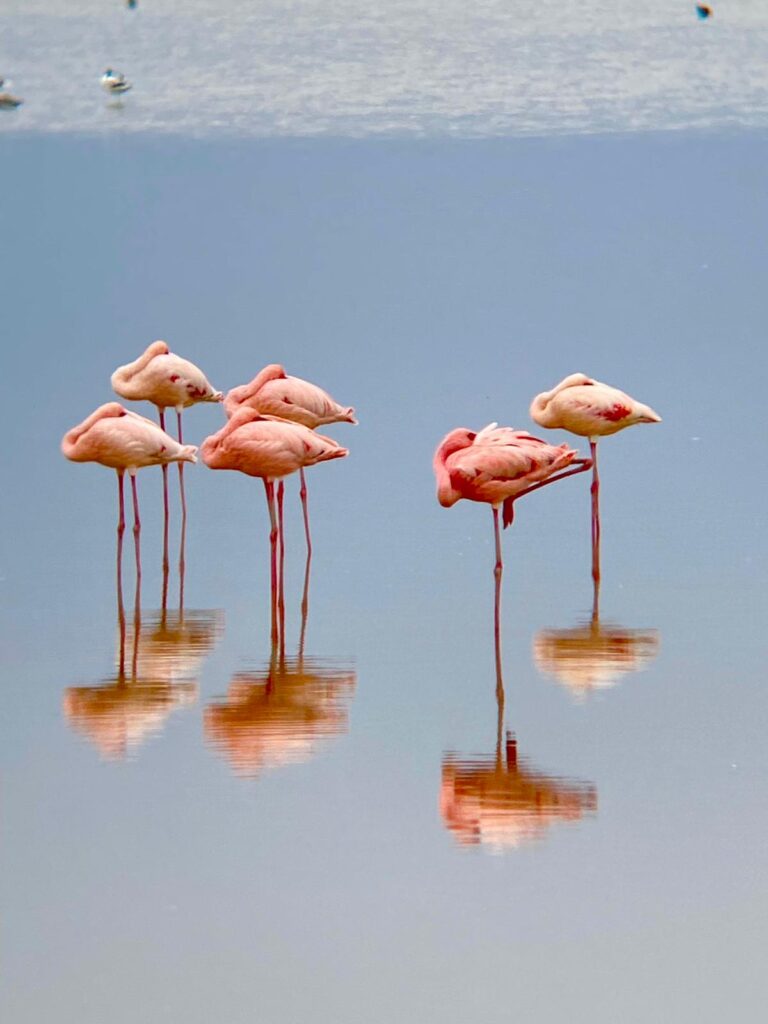 Más flamaencos a través de los prismáticos