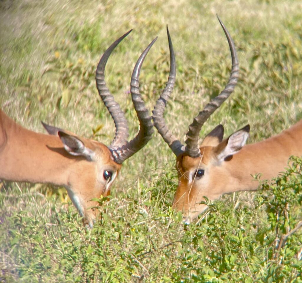 Impalas a través de los prismáticos de Oriana