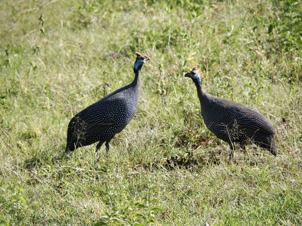 Gallinas guineanas en el Serengueti