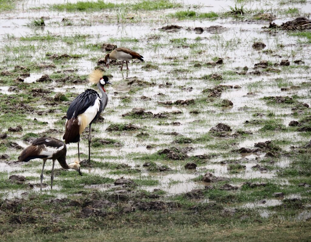 Garza coronada en el Serengueti