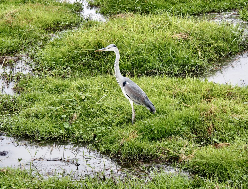 Garza gris en el Serengueti