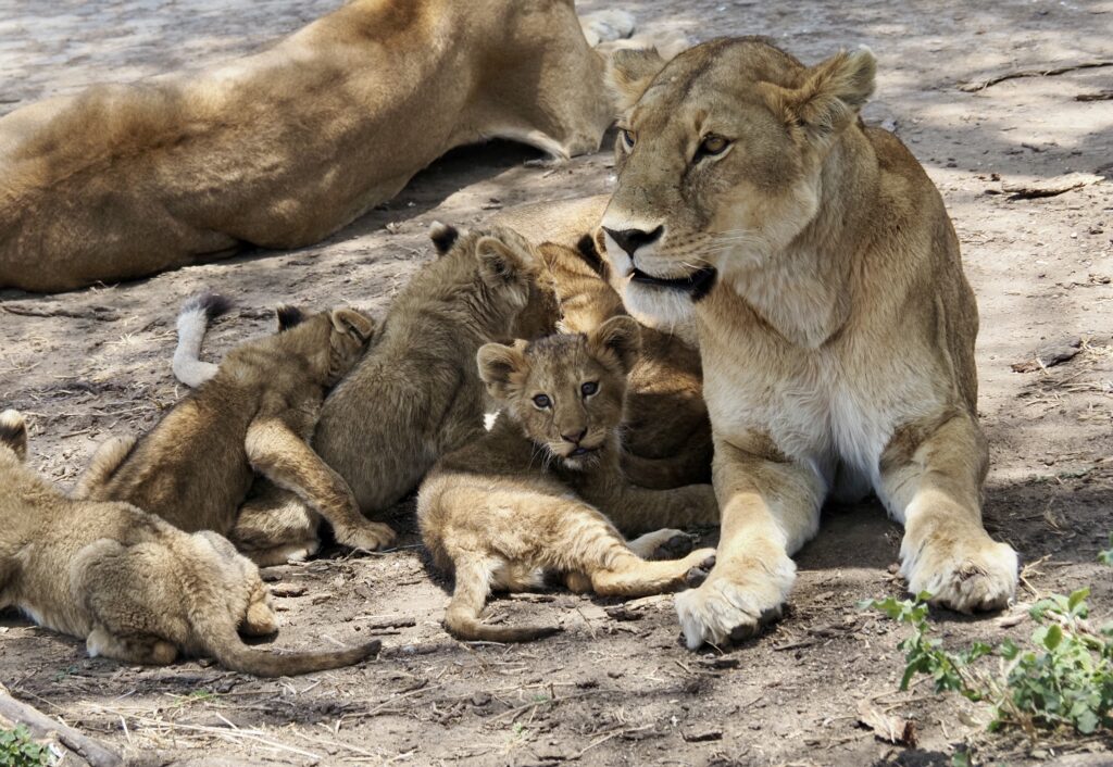 Cachorros de león mamando en el Serengueti