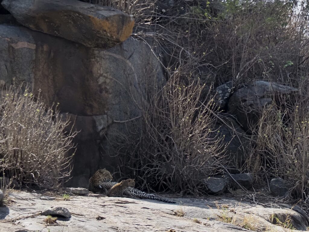 Leopardos en el Serengueti