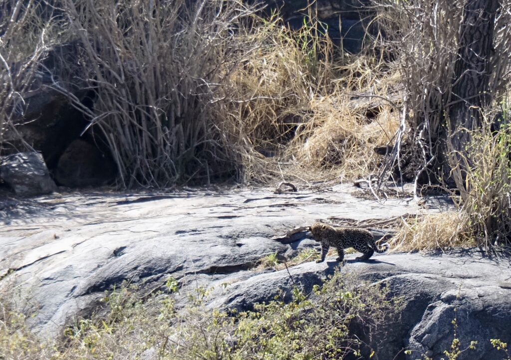 Cachorro de leopardo