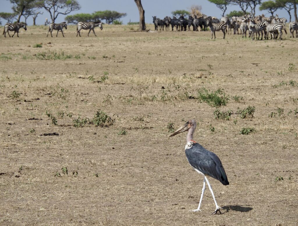 Marabú paseando por el Serengueti