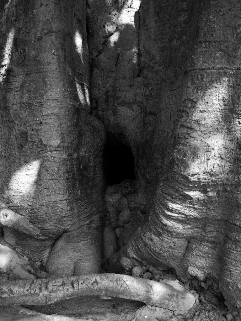 Tronco del baobab sagrado de Mbanj Fadial