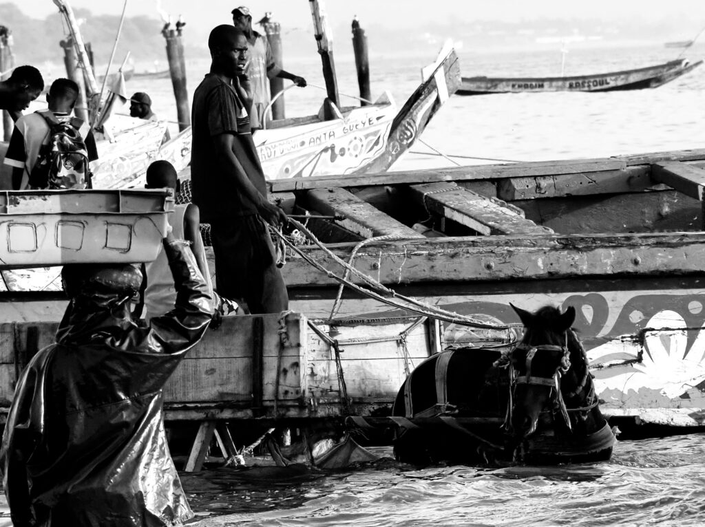 Caballos y carros dentro del mar