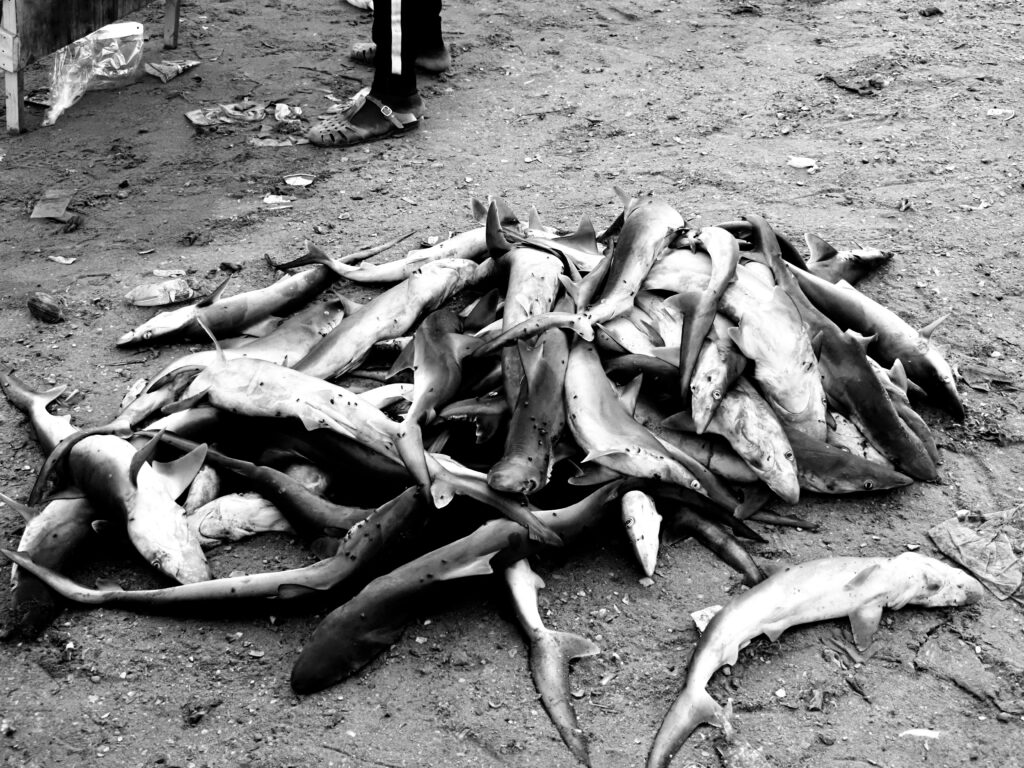 Tiburones en la llegada de pescadores a mbour