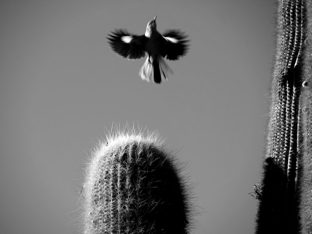 Chata sobre una pasacana