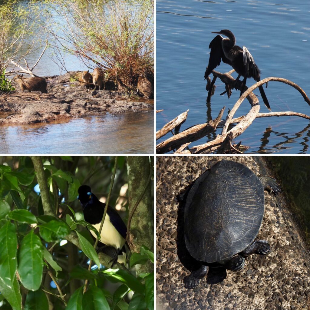 Fauna en el parque nacional de Iguazú