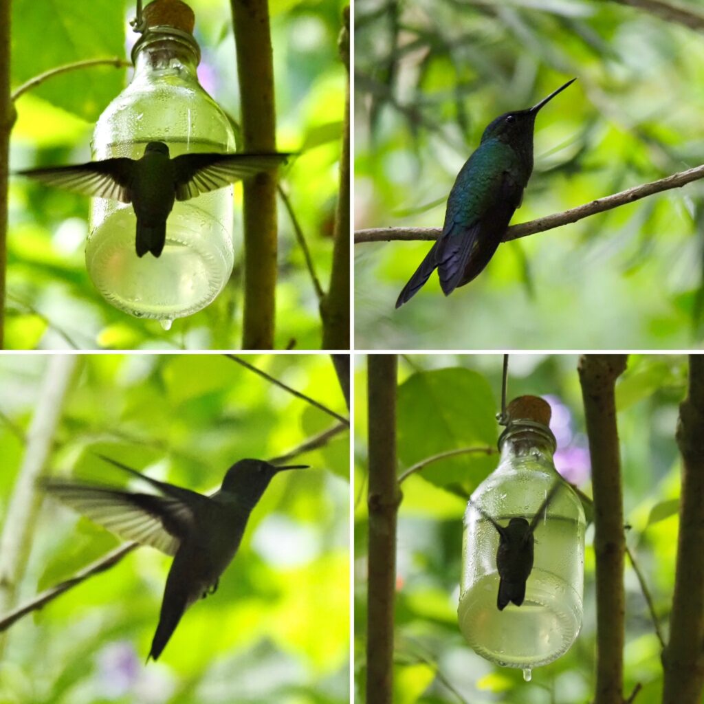 Colibrí o picaflor