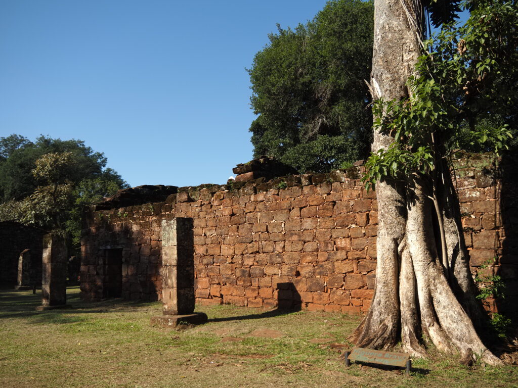 Guapo i, higuera brava