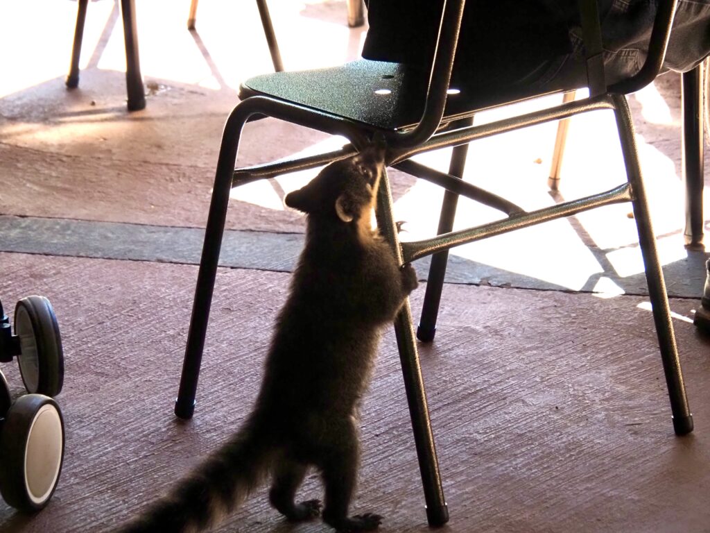 Coatí buscando comida