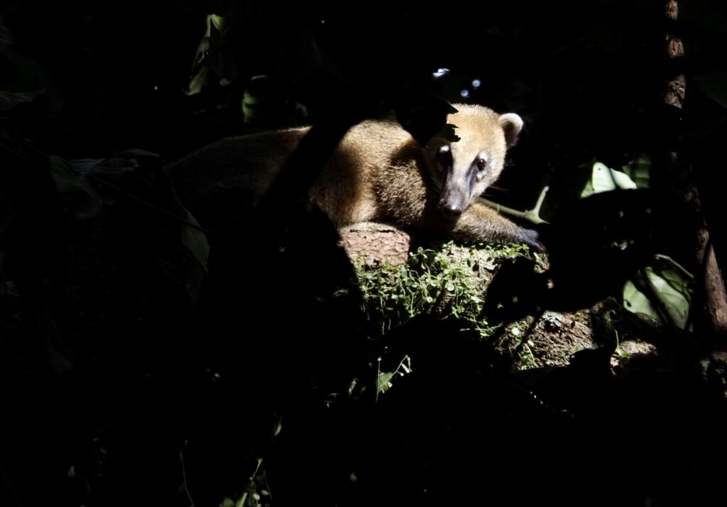 Coatí