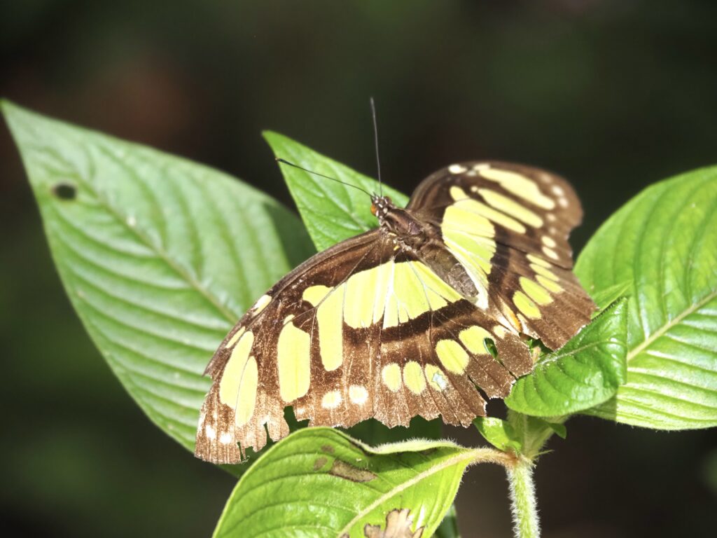 Mariposa camuflada verde o malaquita