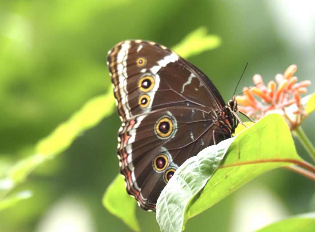 Morpho helenor