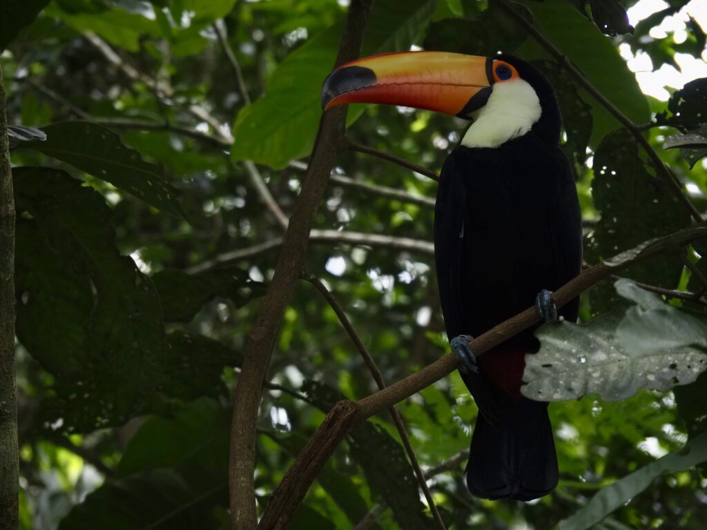 Tucán en el parque de las aves