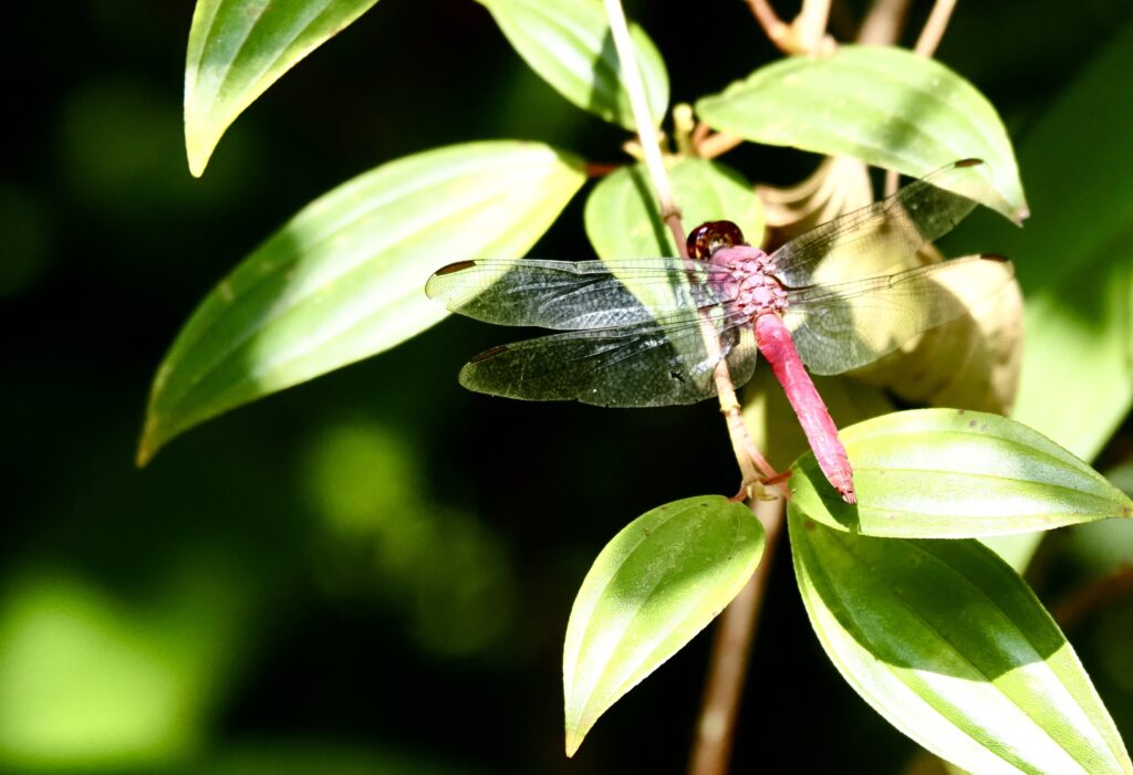 Libélula en el parque de las aves