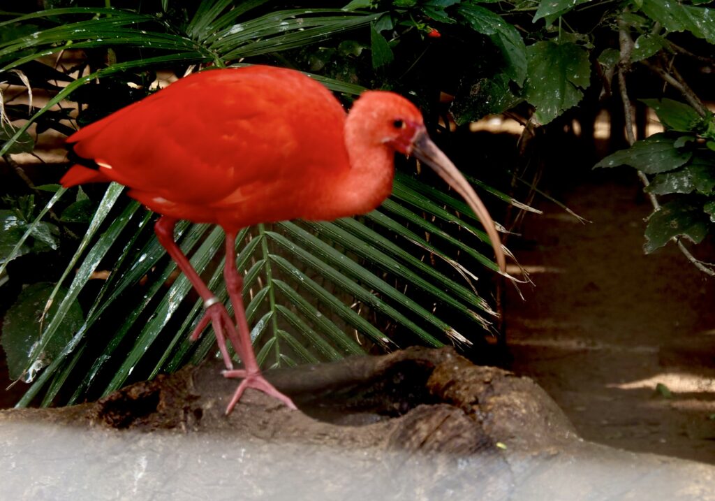 Ibis rojo