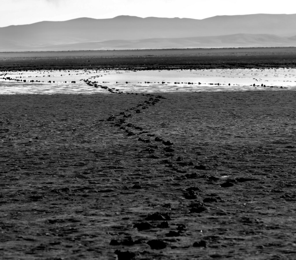 Siguiendo las huellas en la laguna de Pozuelos