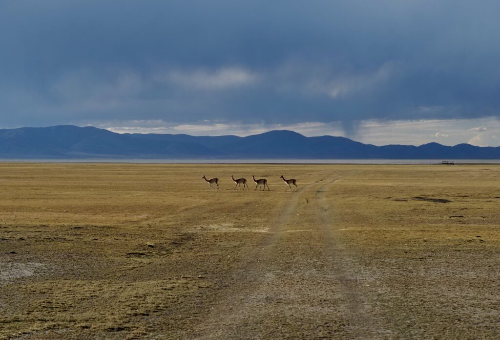 Grupo de vicuñas en Pozuelos
