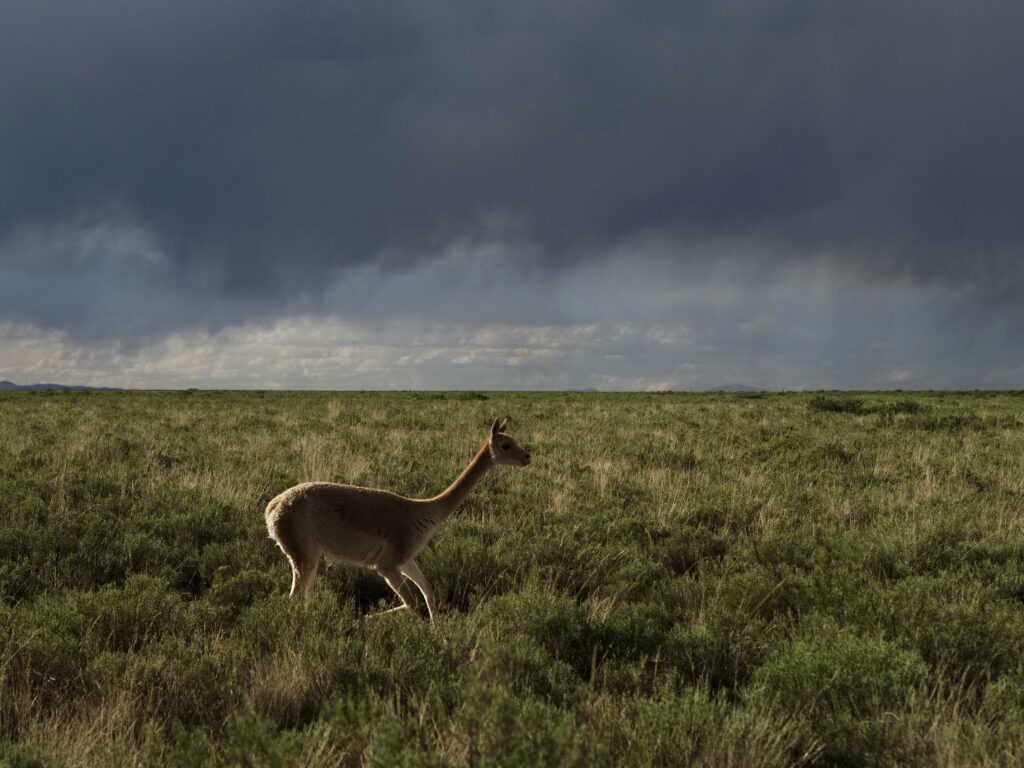 Vicuña en la laguna de Pozuelos