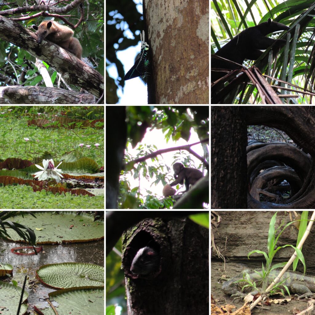 Muestras de fauna y flora en nuestras caminatas