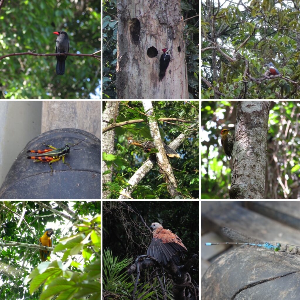 Aves e insectos en el Amazonas