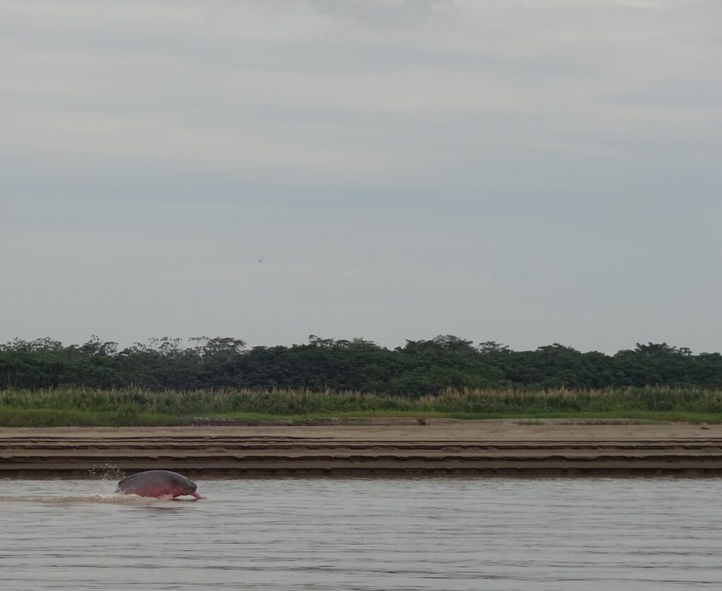 Delfín rosa en el Amazonas