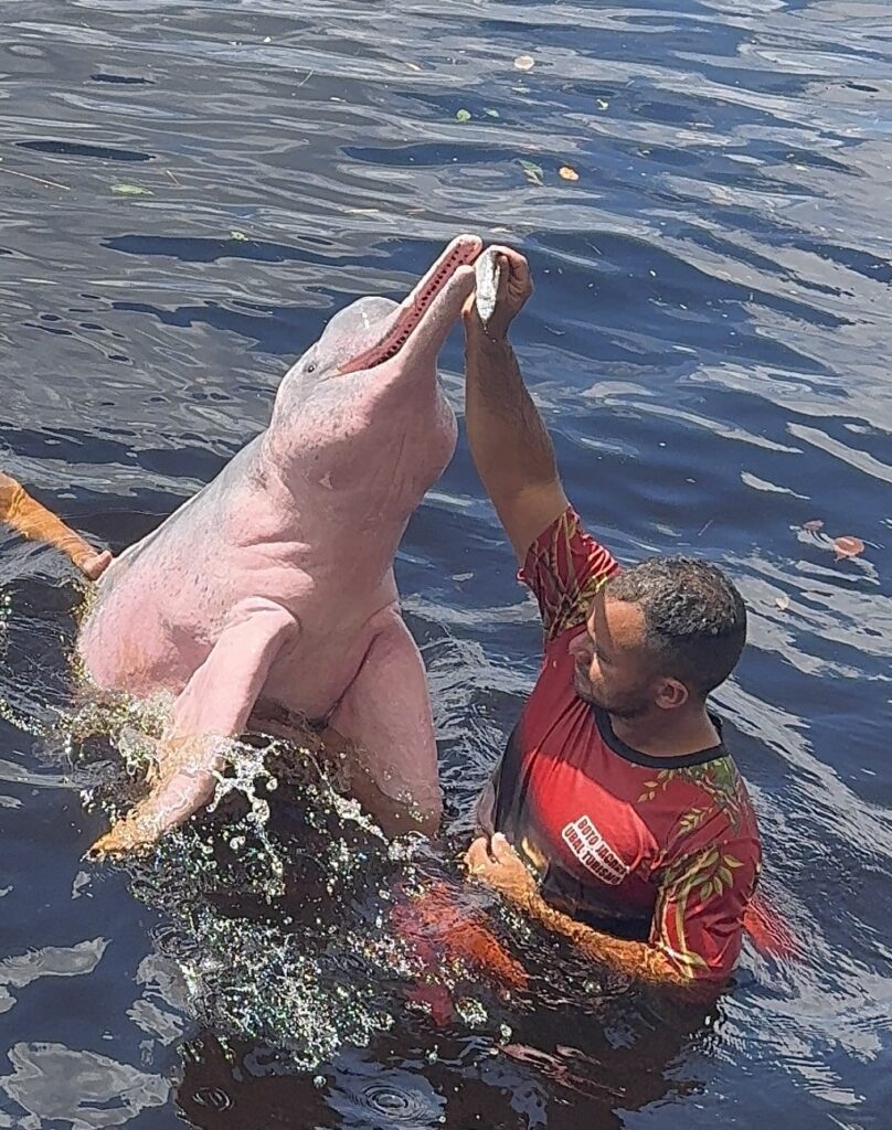 Delfines en el río negro