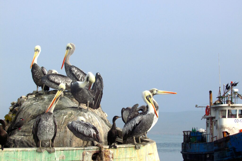 Pelícanos en las islas Ballestas