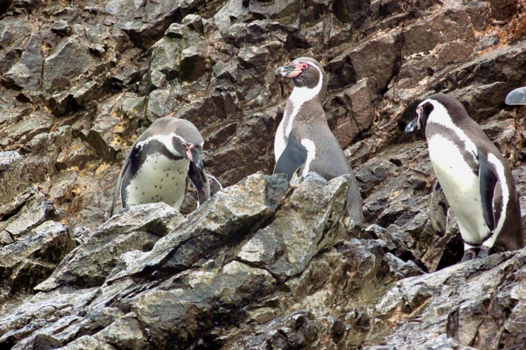 Pingüinos de Humboldt