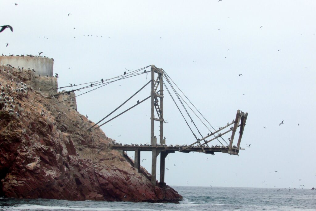 Aves en las islas Ballestas