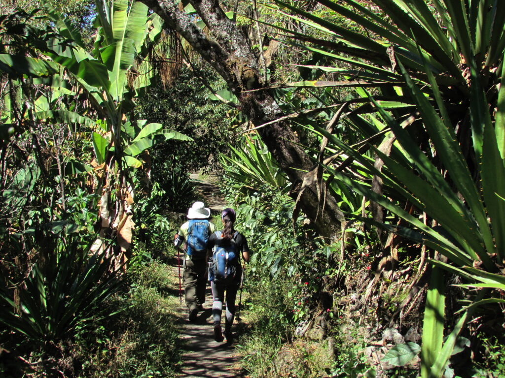 Inka Jungle