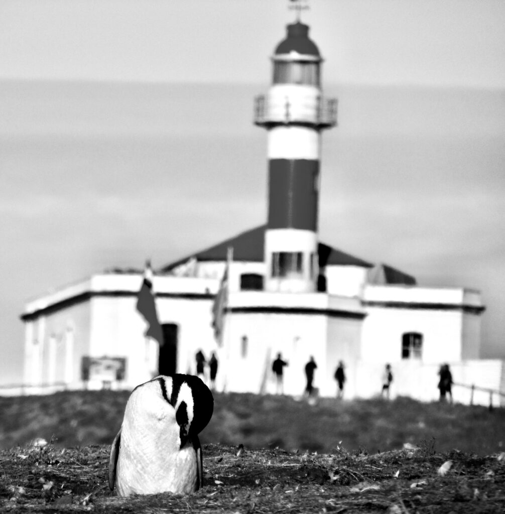 Isla Magdalena