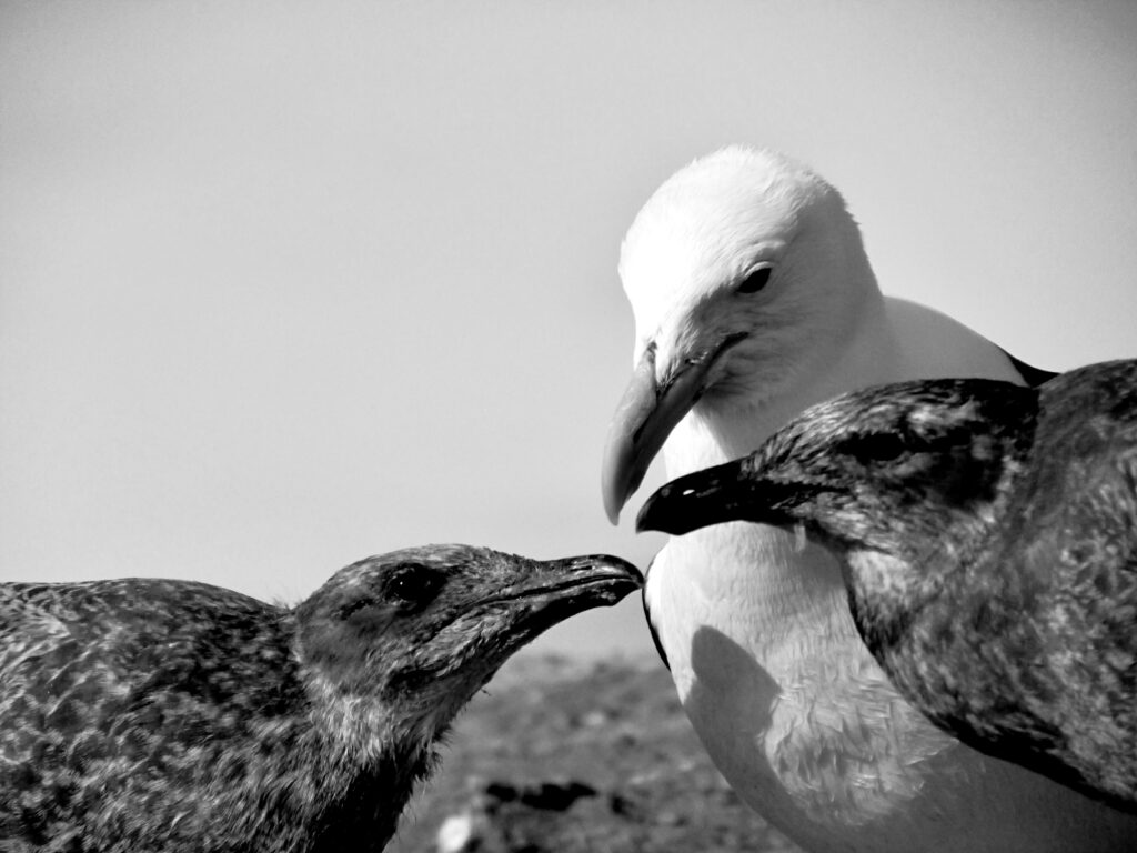 Gaviotas en isla Magdalena