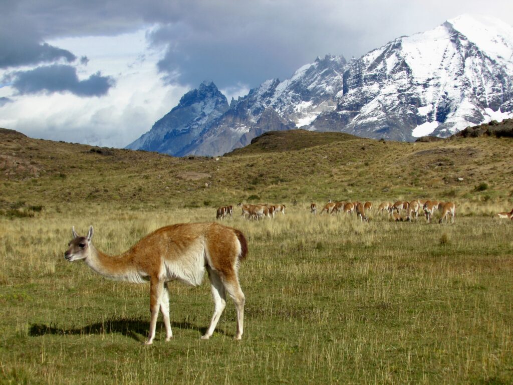 Guanacos en Torres del Paine