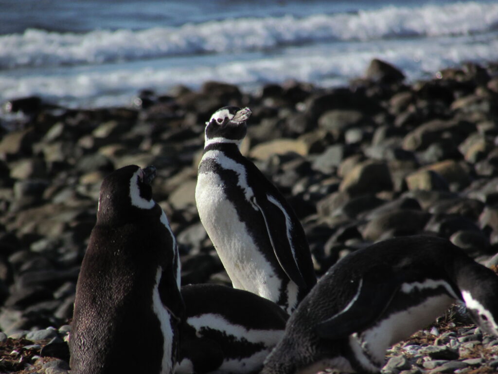 Colonia de pingüinos en isla Magdalena