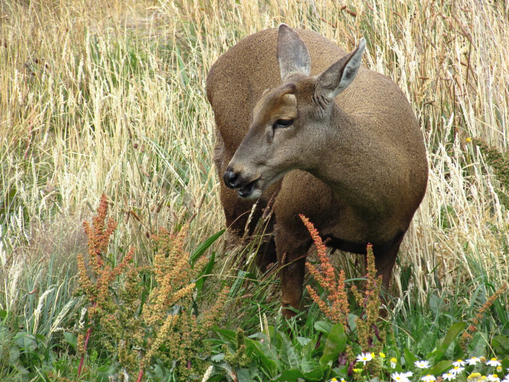 Huemul en Torres del Paine