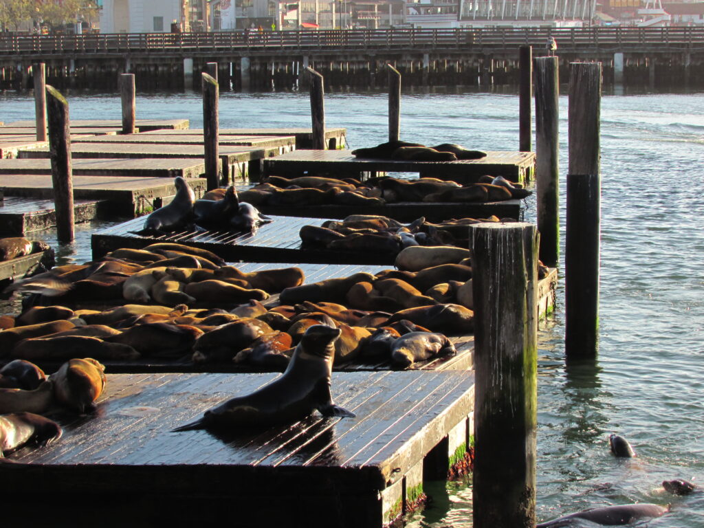 The Fisherman´s warf