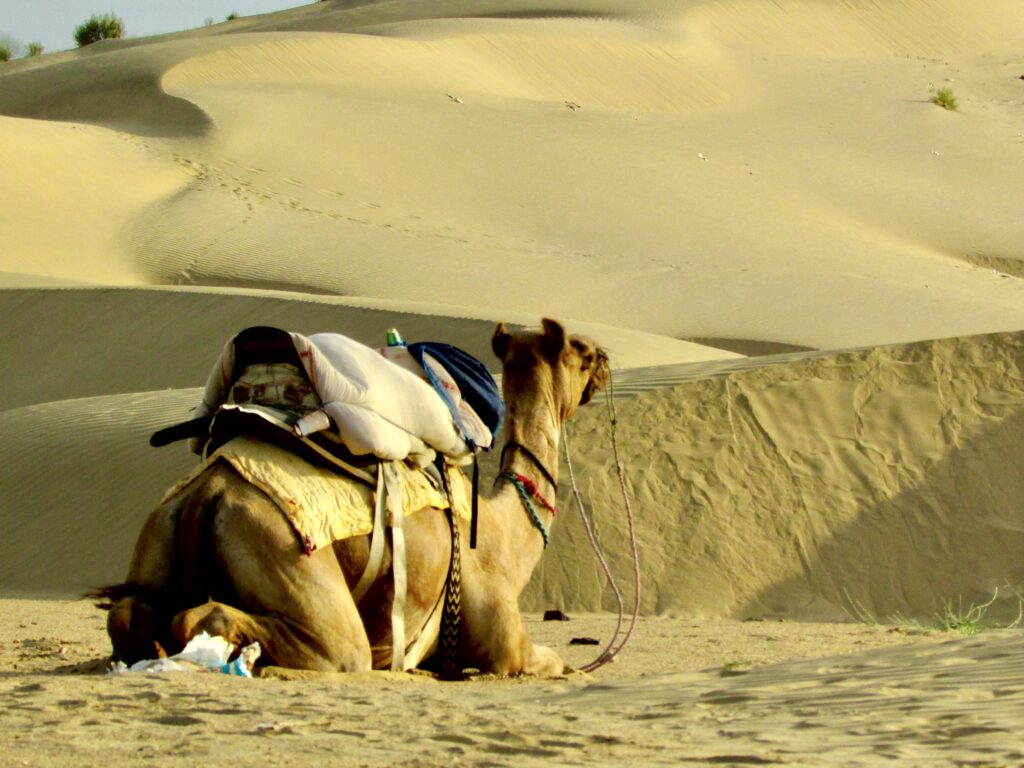 A camello en el desierto del Thar