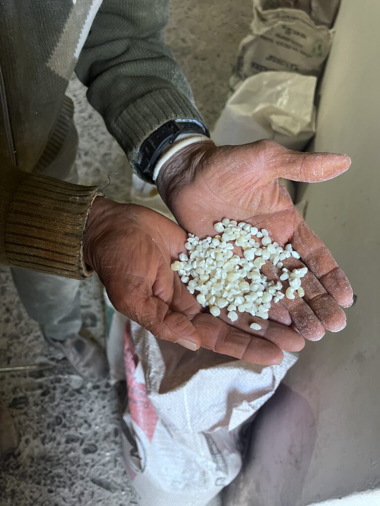 Maíz criollo para el locro
